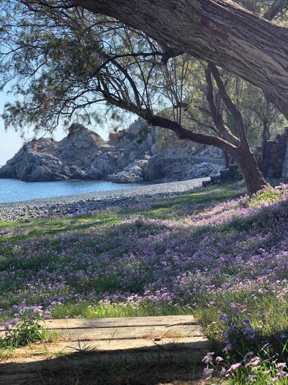 a field of purple flowers on a hill with a tree at Seaside Apartments in Emporeios