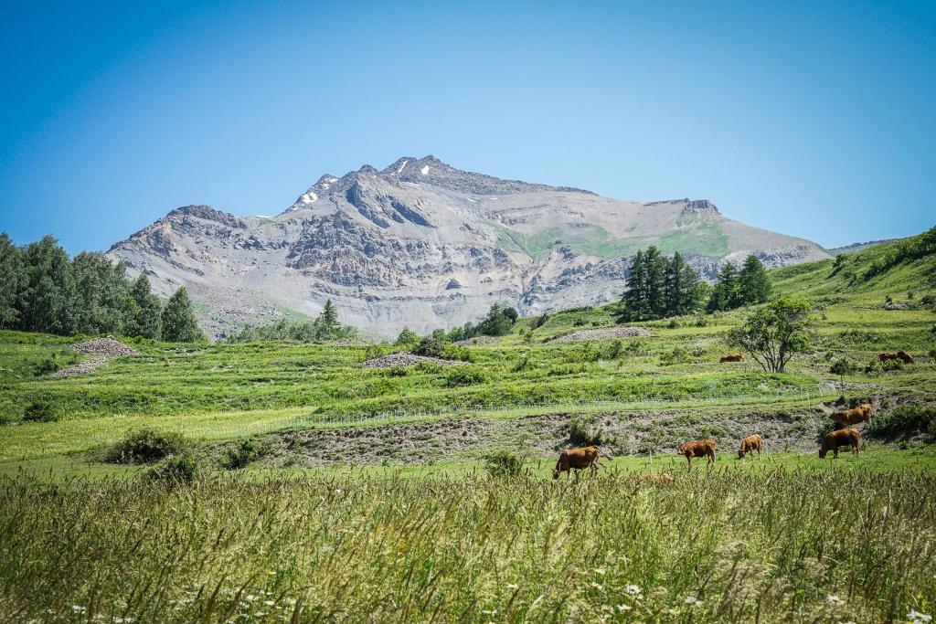 a group of cows grazing in a field with a mountain at Hotel Le Faranchin in Villar-dʼArène
