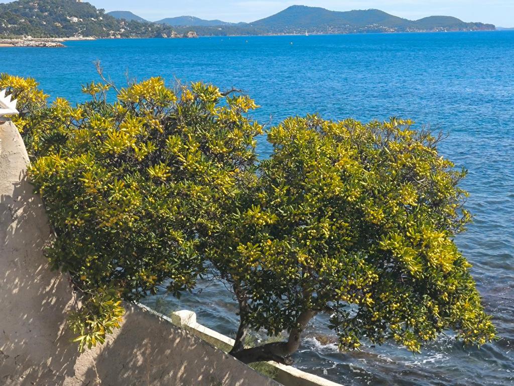 a tree sitting on the side of the water at Les 2 Rives in Toulon