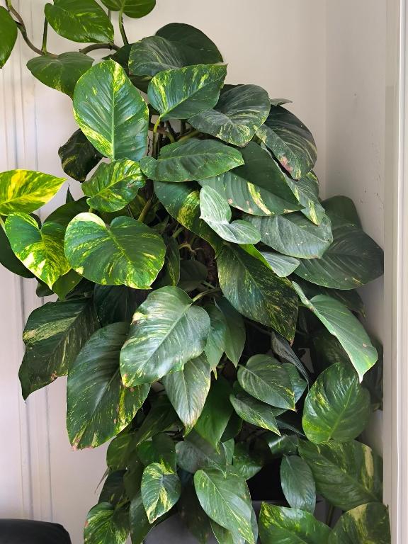 a green plant with large green leaves on a wall at Les 2 Rives in Toulon