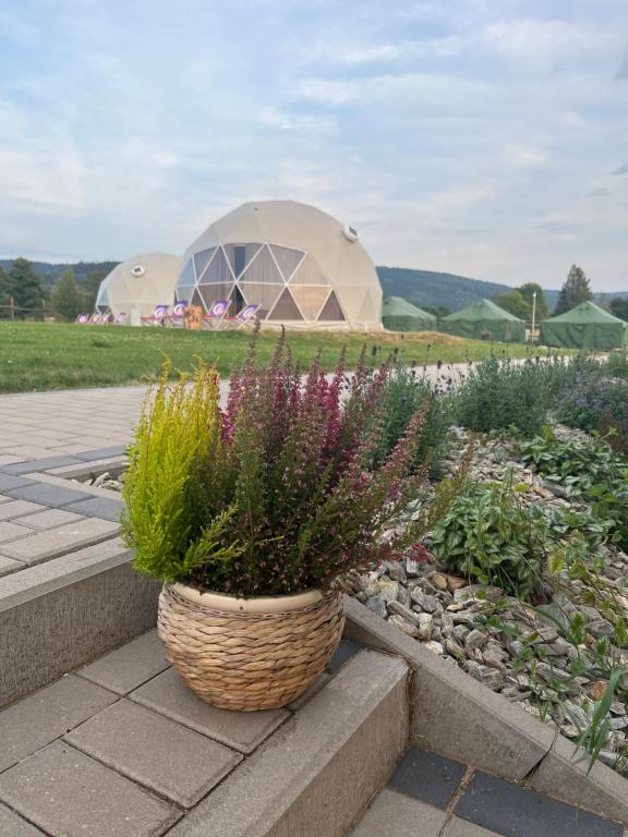 Zahrada ubytování Tatra Glamp Okrzeszyn - Siec noclegowa Tatra Glamp