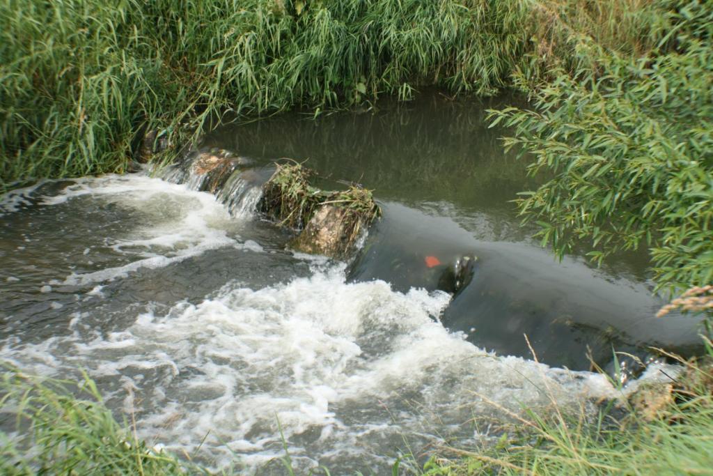 Daisy Superior - Resim 39