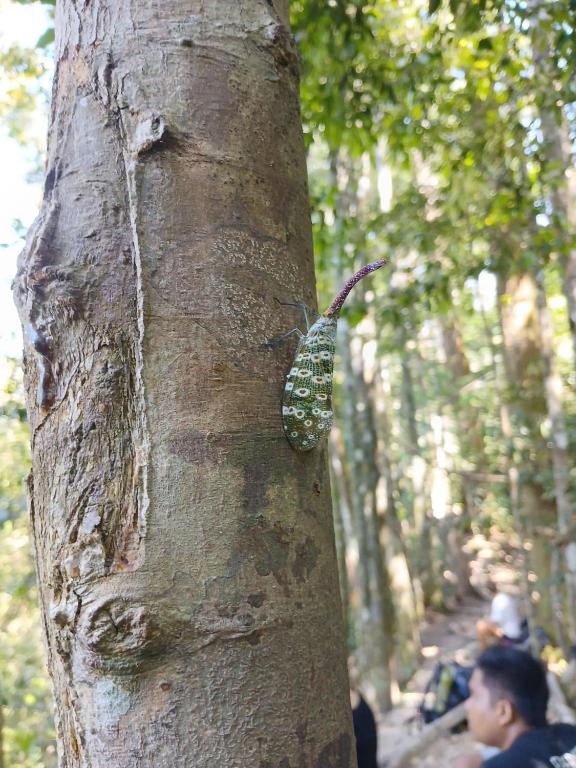Hosté ubytování Wild Paradise Guest House & Jungle Trekking Booking With Us