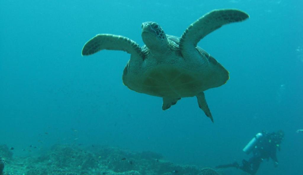 Mango Dive & Bungalow - 16