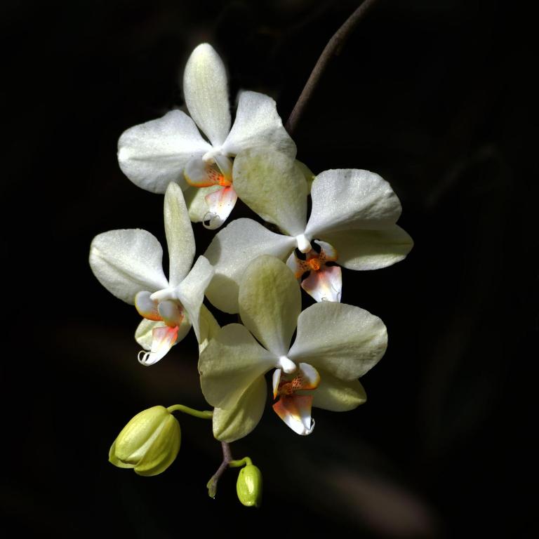 Fotografie z fotogalerie ubytování Hotel Tama Lodge v destinaci Tamarindo