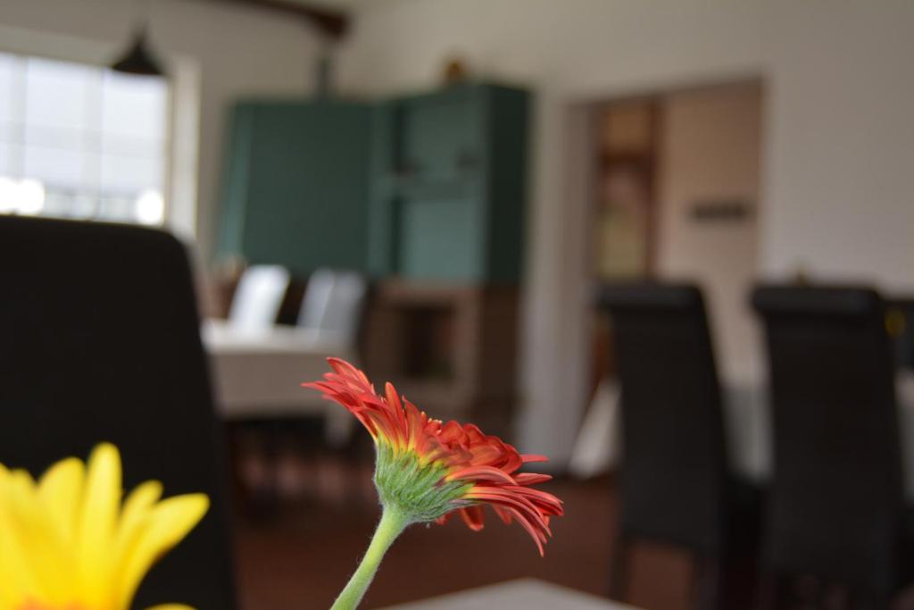 Kuchyň nebo kuchyňský kout v ubytování Garni Pension B r o c k e n h e x e