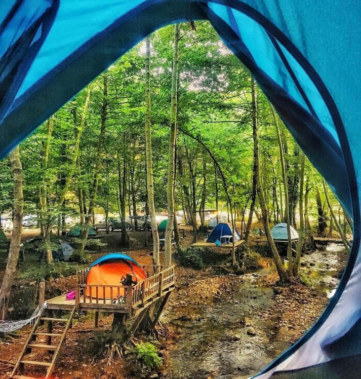 un groupe de tentes dans une forêt plantée d'arbres dans l'établissement Night Beacon, à Chèvreville
