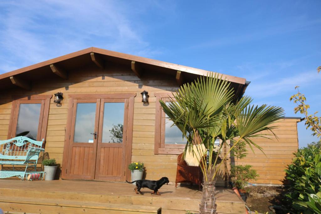 a black cat standing in front of a wooden house at The Cabin Pipershill in Newtown Butler