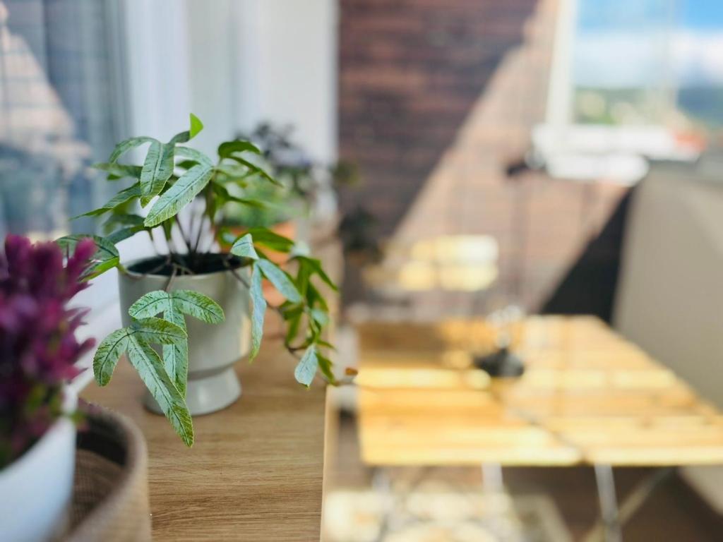 Balkón nebo terasa v ubytování Mak Apartment - free parking - balcony