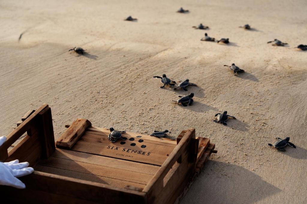 eine Gruppe von Vögeln, die an einem Sandstrand sitzen in der Unterkunft Six Senses Con Dao - Turtle Island Paradise in Con Dao