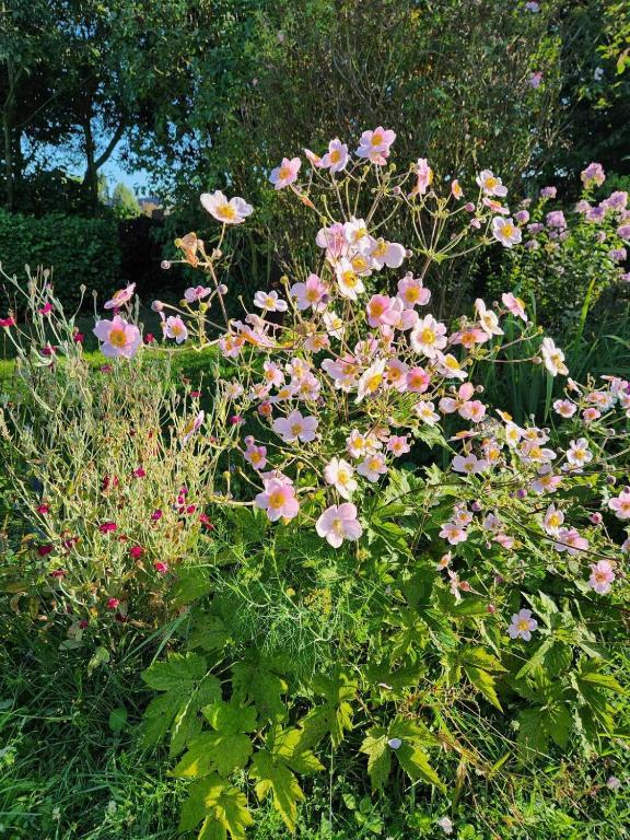 Zahrada ubytování De oude smidse - tuinkamer