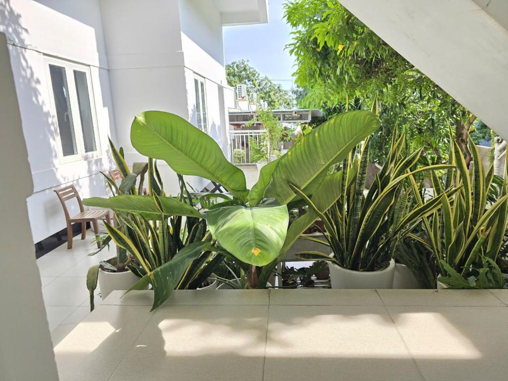 Vườn quanh Lac House Mui Ne
