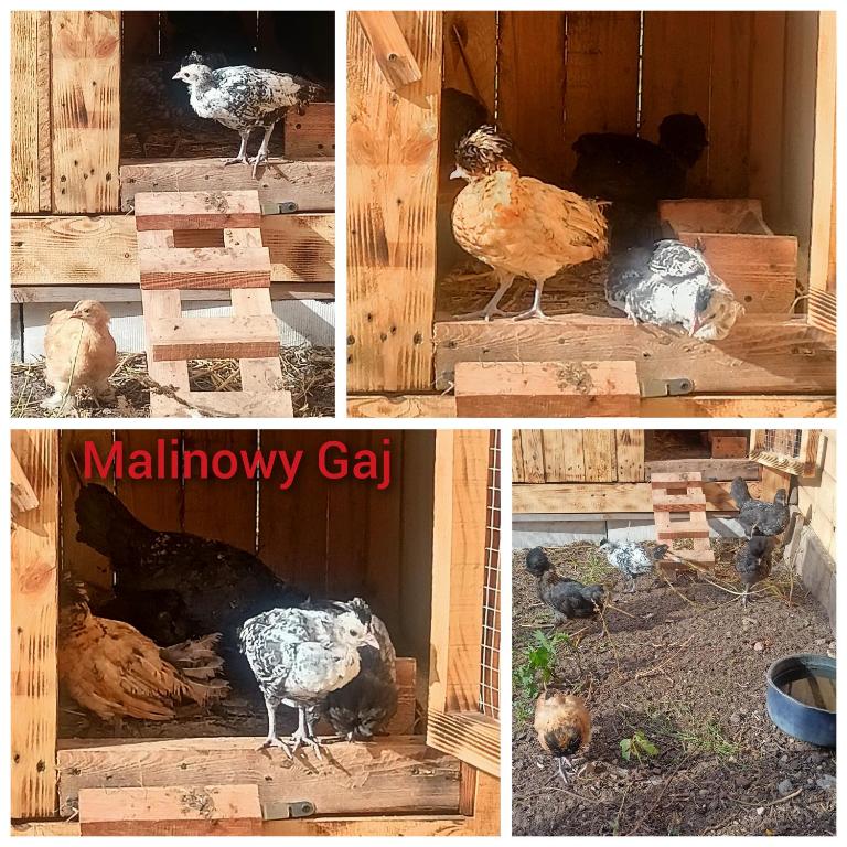 Zvířata v ubytování v soukromí nebo okolí