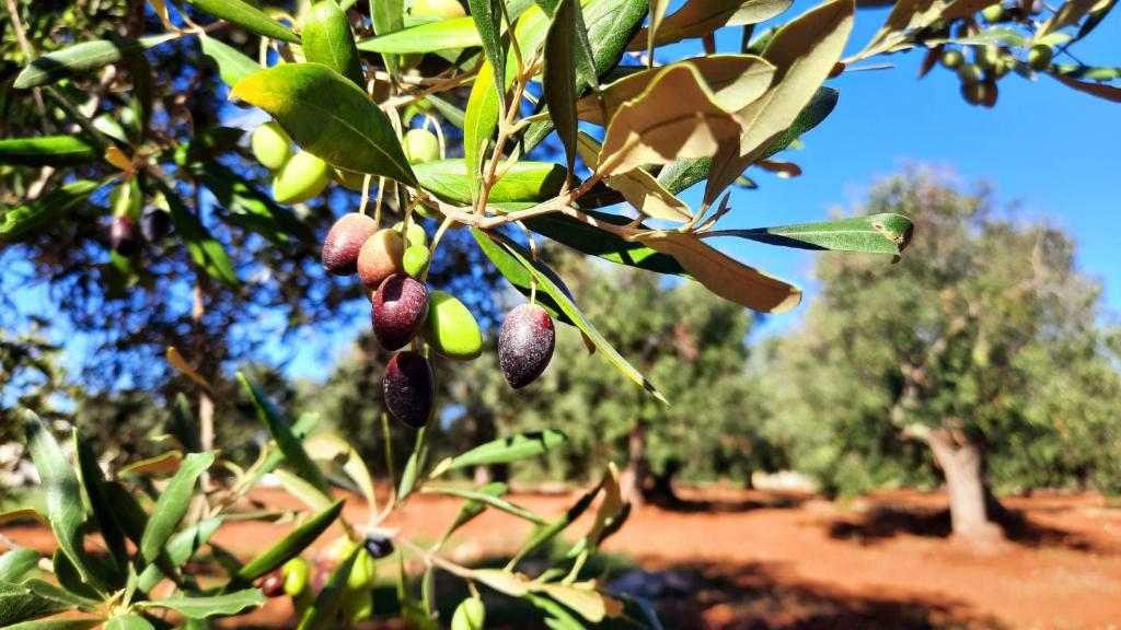 Fotografie z fotogalerie ubytování Tenuta La Pomona v destinaci Ostuni