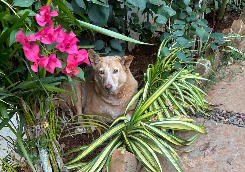 Domácí mazlíčci ubytovaní s hosty v ubytování Hippie Paws