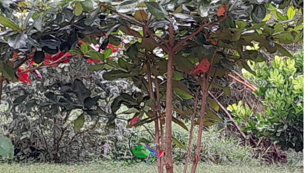 Zahrada ubytování O Logis du Morne Jacob "COLIBRI", Le Morne-Rouge Martinique