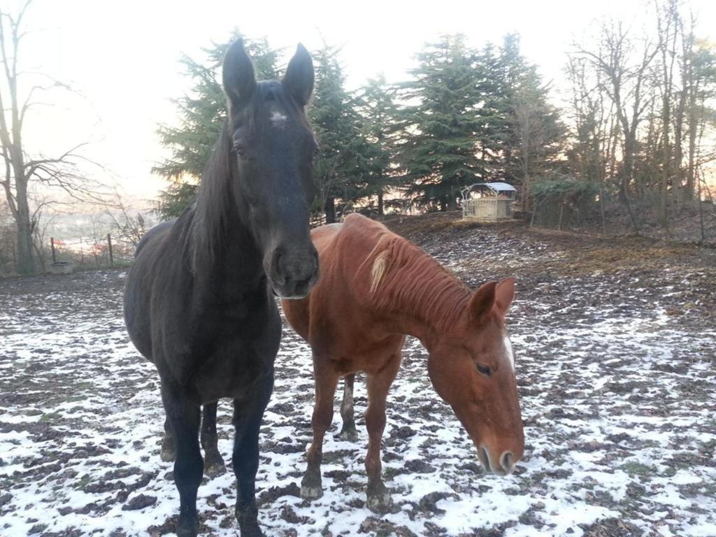 Zvířata v apartmánu nebo okolí
