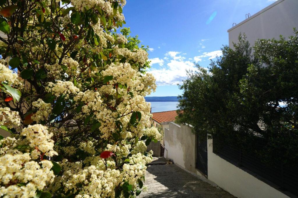 a tree with white flowers on the side of a building at Apartment Lile in Pisak