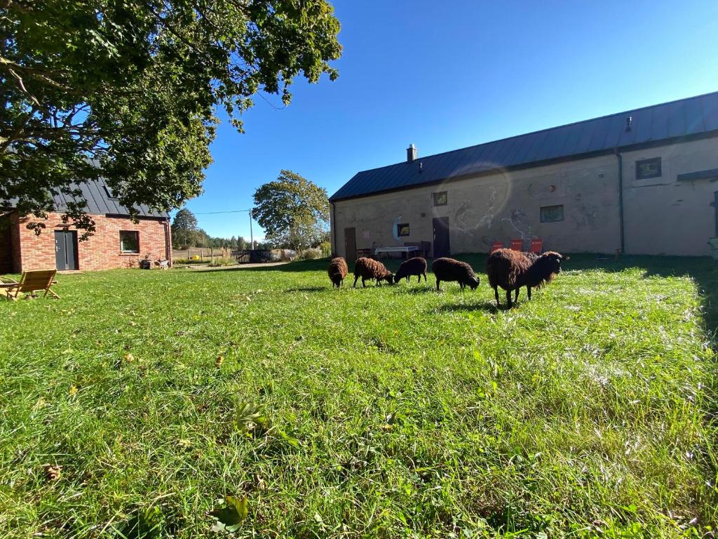 un gruppo di ovini che pascolano in un prato accanto a un fienile di Siedlisko Białe Błota a Skorzewo