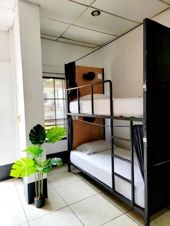 Poco a Poco Hostel - Bed In 6-Bed Dormitory Room