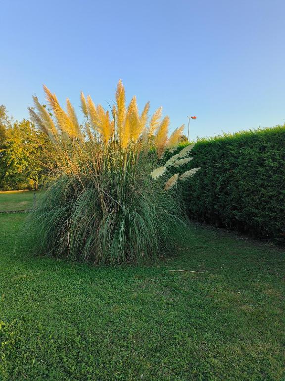 Zahrada ubytování Vegetal jungle