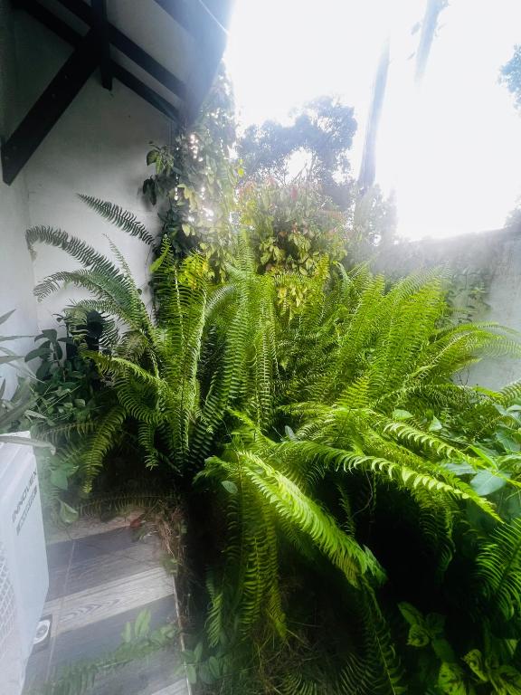 Zahrada ubytování Cactus Piliyandala