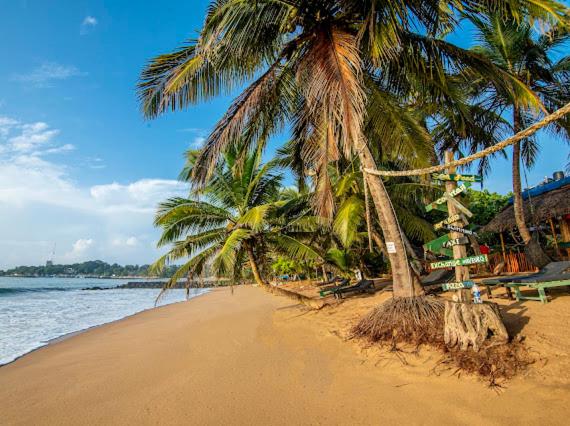 a beach with two palm trees and the ocean at Frangipani Beach Villa in Tangalle