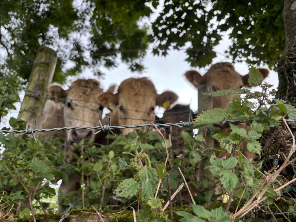 Foto dalla galleria di Sky High Glamping a Shillelagh
