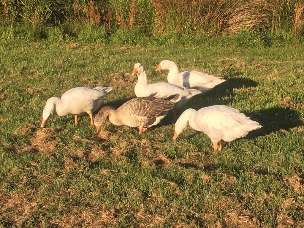 Calm Swan Villa - Resim 32