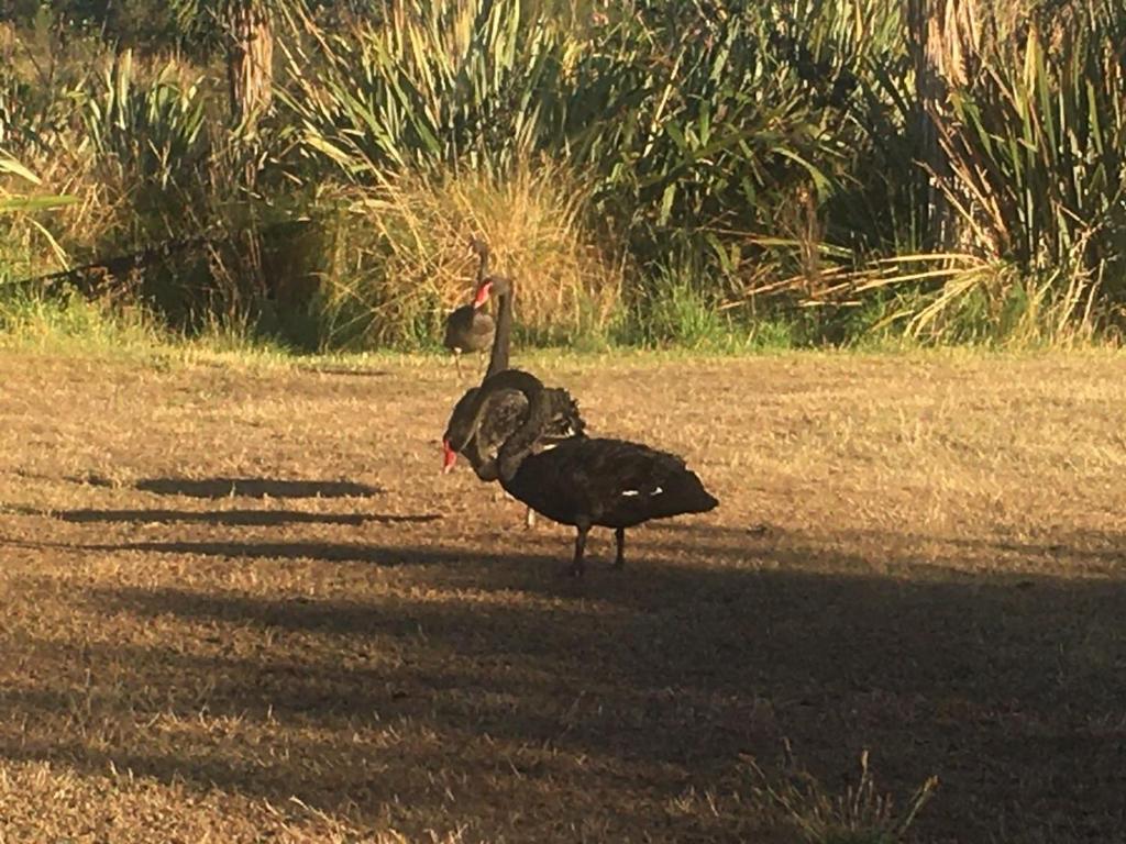 Calm Swan Villa - Resim 36