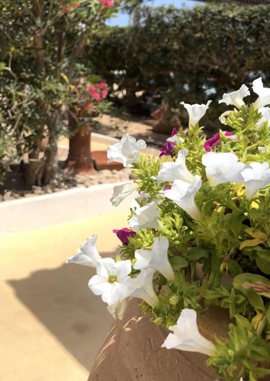 a bunch of white flowers in a pot at Oasi Di Casablanca in Lampedusa