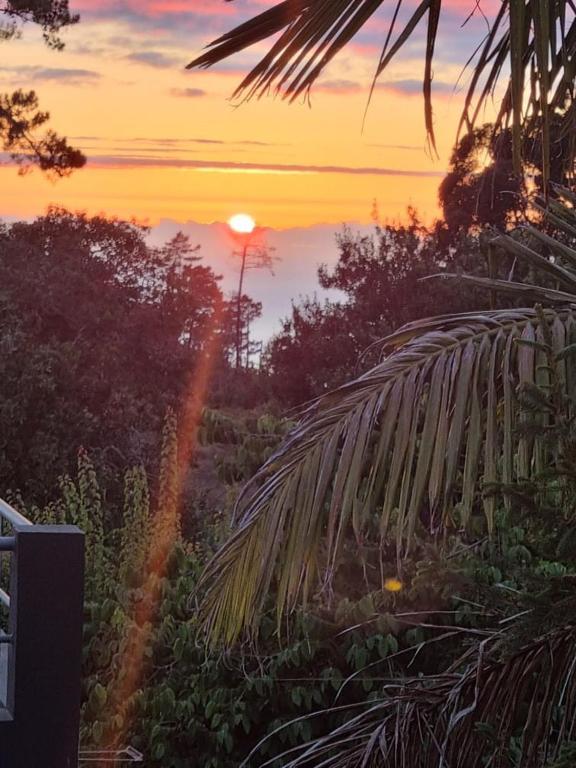 a sunset in a field with a palm tree at Levada House Prazeres in Prazeres
