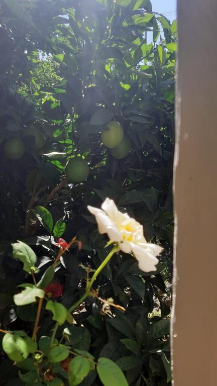 Um jardim no exterior de Guest House Emi