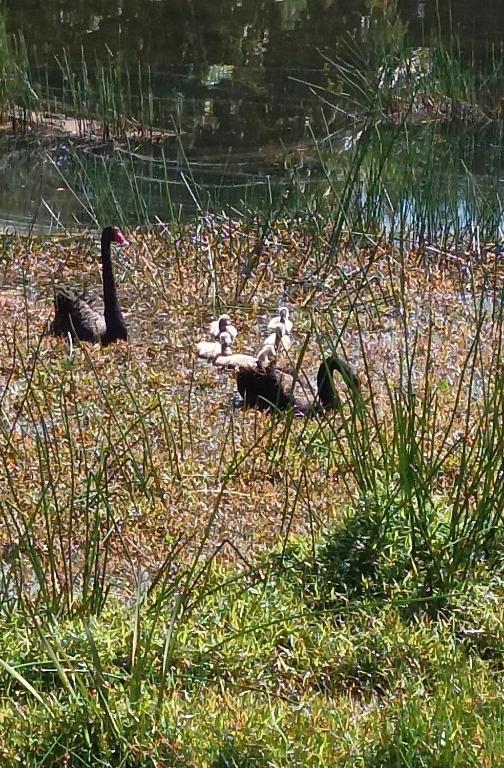 Lakehouse Studio - Resim 9