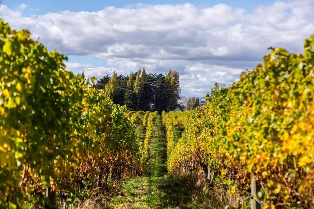 Zahrada ubytování 89 In The Vines