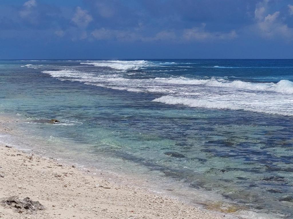 Fare Mama Fenua plage baleines Moorea Temae - photo 12 - Moorea, Polynésie