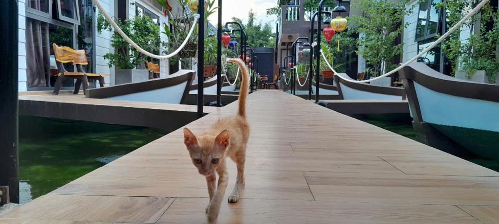 Domácí mazlíčci ubytovaní s hosty v ubytování Coco Bungalows Hoi An
