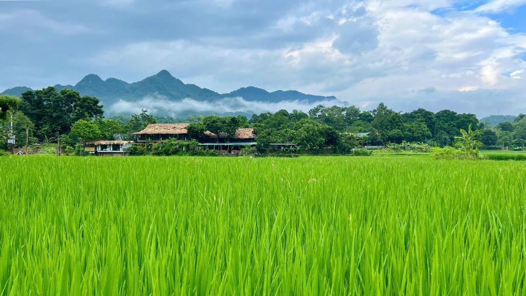 a field of green grass with a house in the background at Mai Chau Sky Resort in Mai Chau