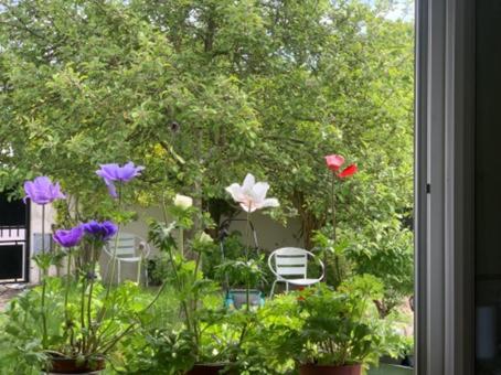 - une fenêtre donnant sur un jardin fleuri dans l'établissement Havre de Paix, à Champagne-sur-Seine
