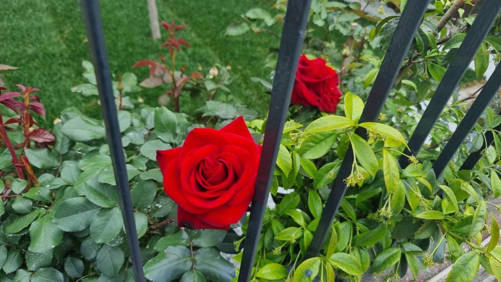 Zahrada ubytování Casa Vacanze LEON