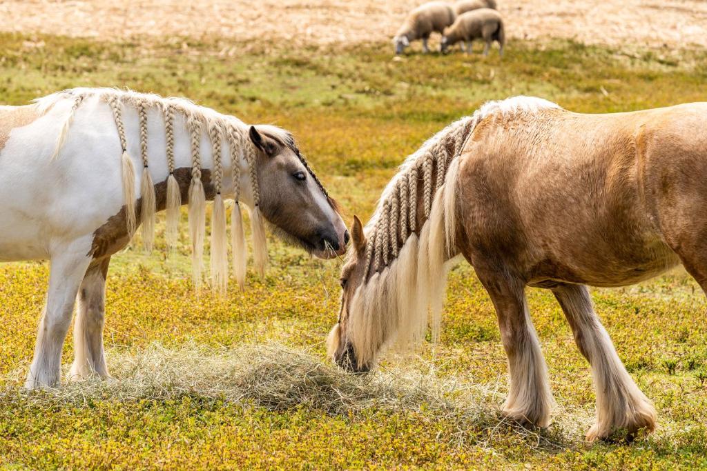 deux chevaux debout dans un champ mangeant de l'herbe dans l'établissement Villa et grand jacuzzi six personnes, en pleine nature, à Saint-Joseph