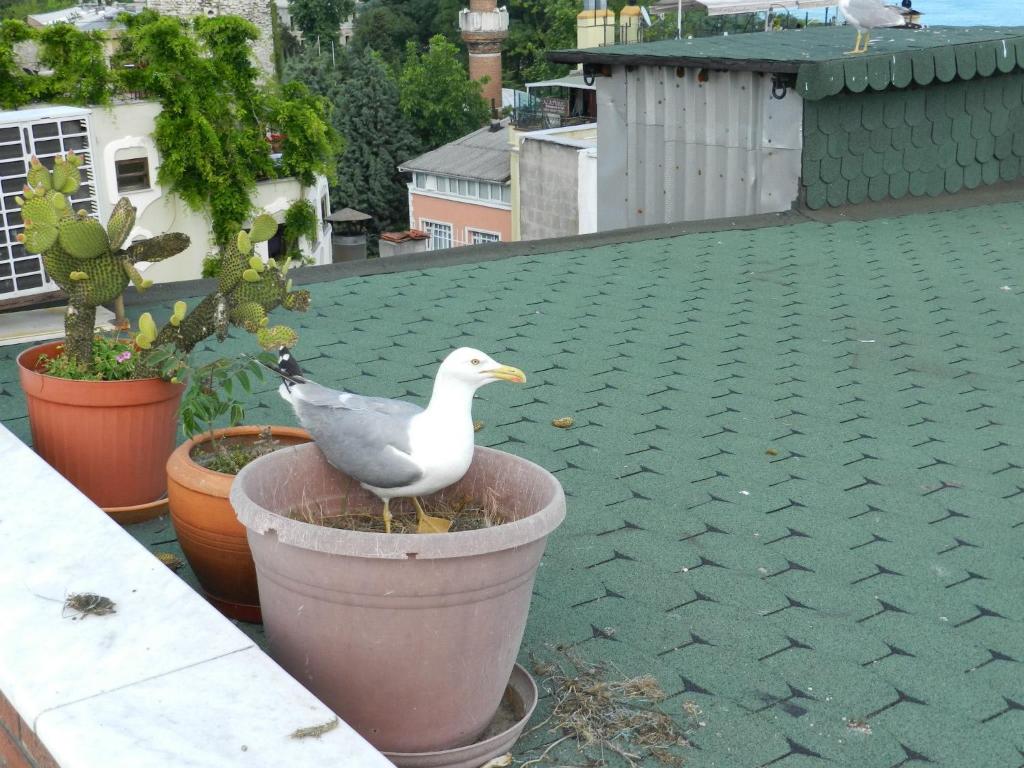 Fotografie z fotogalerie ubytování Berk Guest House - Grandma's House v destinaci Istanbul