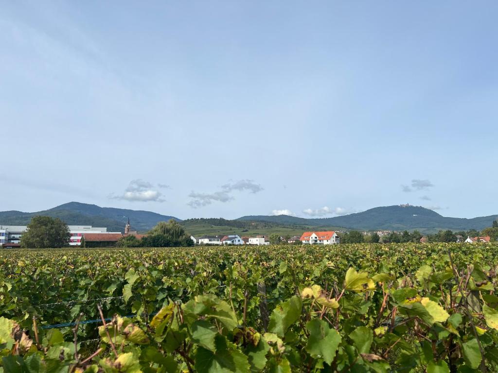 Oasis tout confort à Bergheim, Alsace – photo 7