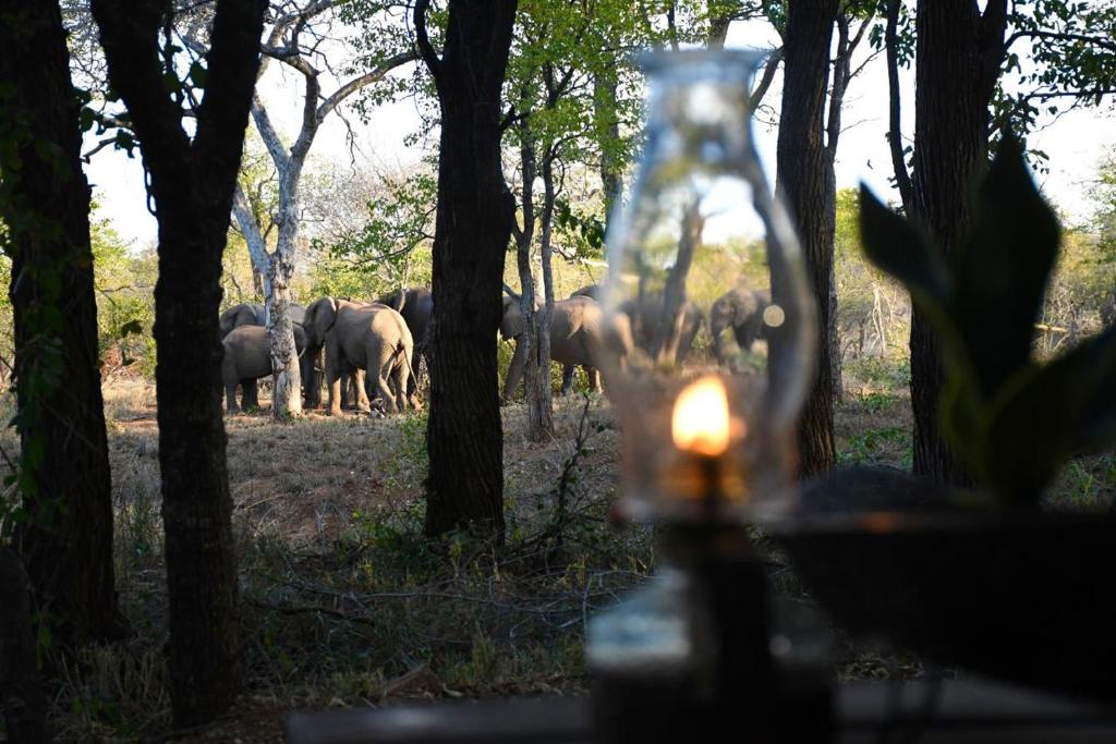 Zvířata v luxury tent nebo okolí