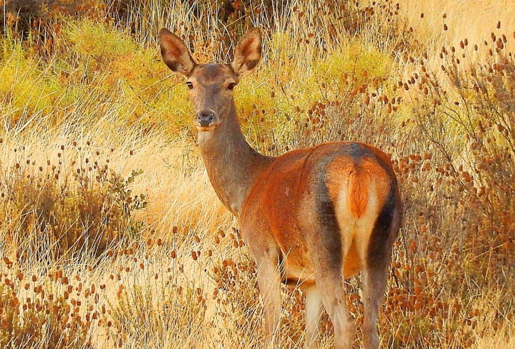 Animales en the country house o alrededores