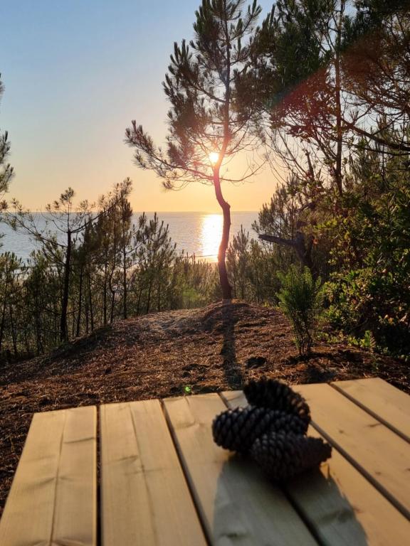 un cône de pin assis sur un banc en face de l'océan dans l'établissement Au Pied de la Dune, accès privé à la plage, à Saint-Georges-de-Didonne