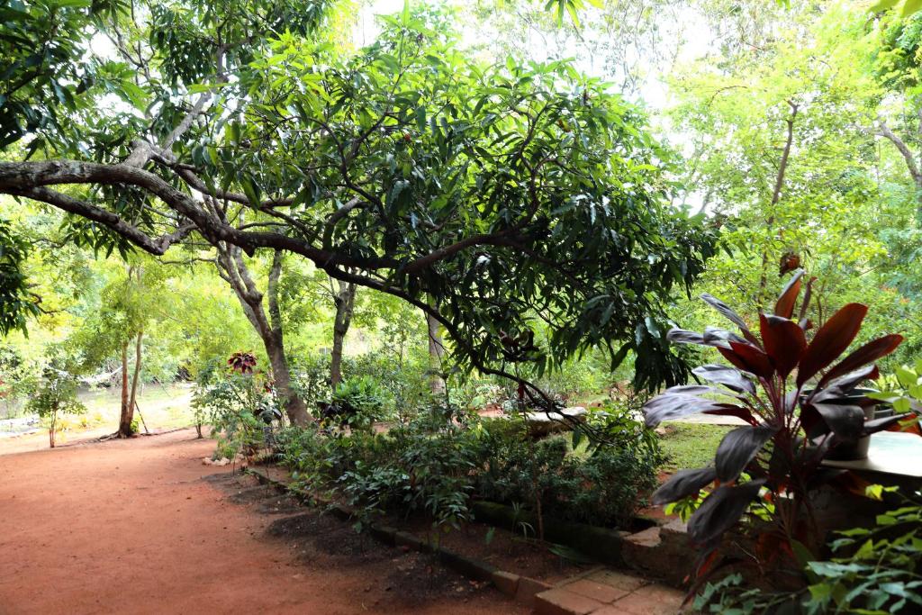 Zahrada ubytování The Cattleya Guest House Sigiriya