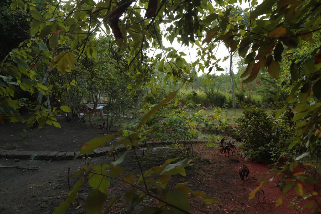 Zahrada ubytování The Cattleya Guest House Sigiriya