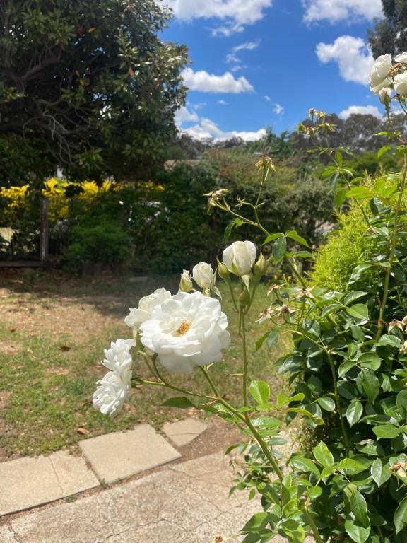 eine Gruppe weißer Blumen in einem Garten in der Unterkunft Canberra Hospital Locum Welcome- 2BR Home in Harman