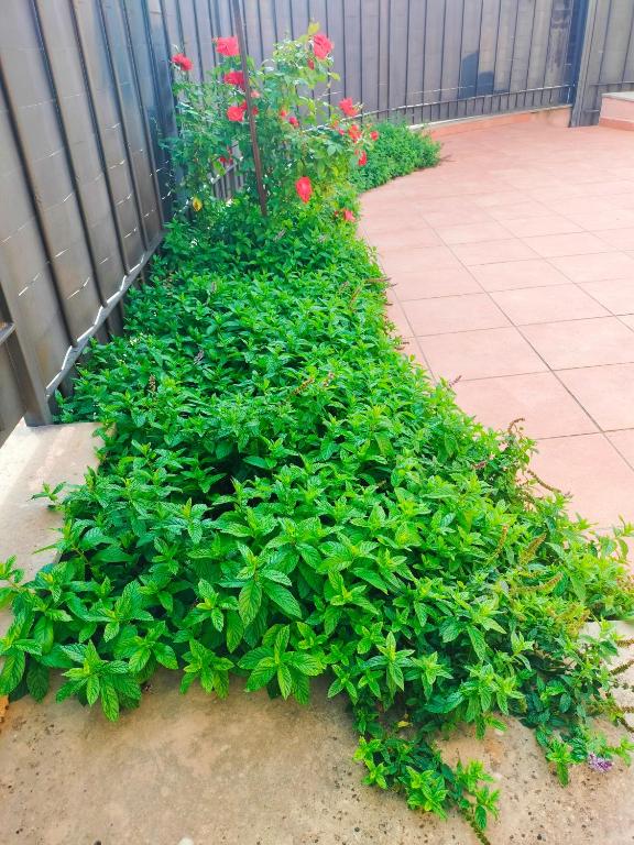 a bunch of green plants on the side of a sidewalk at La Casa de las Nereidas in Cuenca